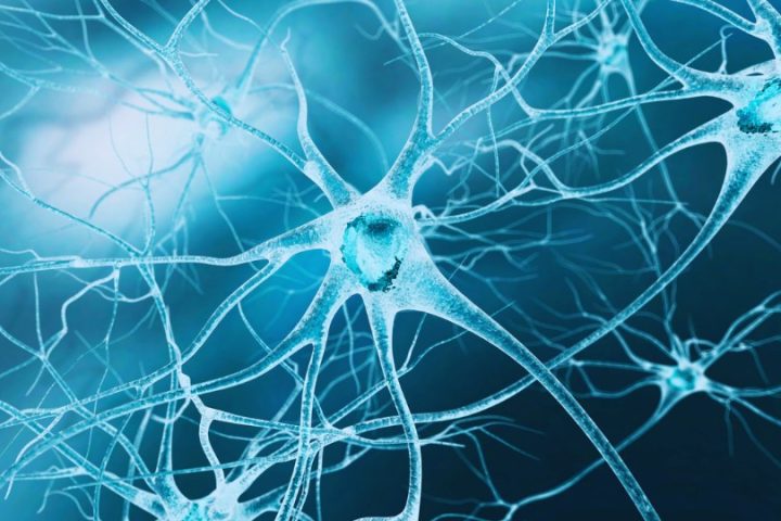Neurocomportamento para a Excelência nas Organizações